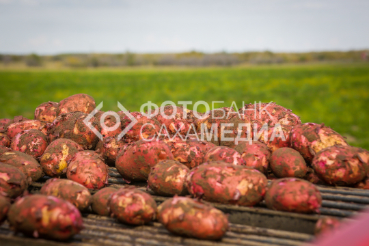 Уборка картофеля 